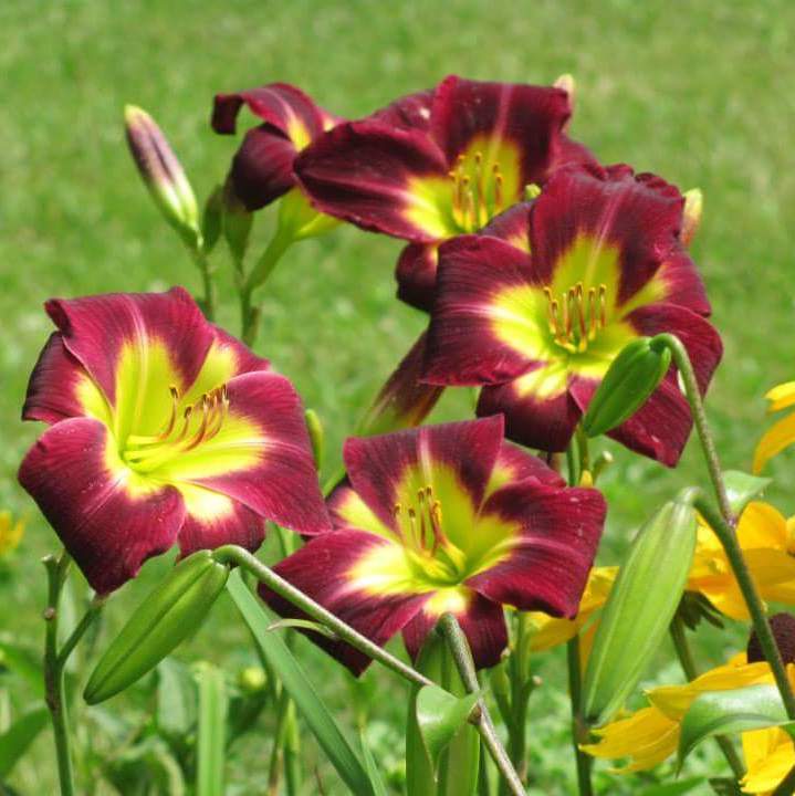 Night Beacon Daylily from Oakes Daylilies