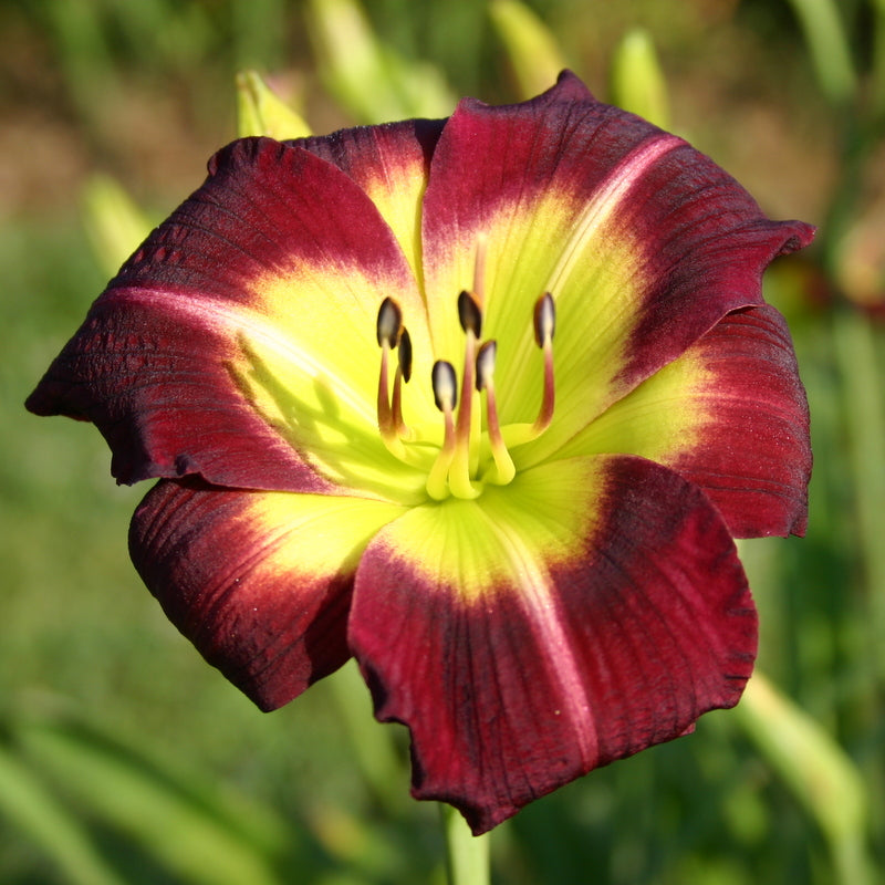 Night Beacon Daylily from Oakes Daylilies