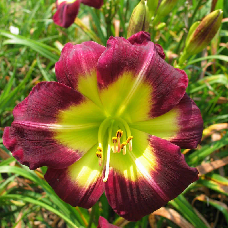Night Beacon Daylily from Oakes Daylilies