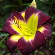 Night Beacon Daylily from Oakes Daylilies
