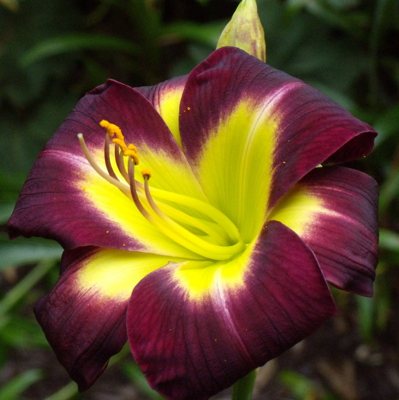 Night Beacon Daylily from Oakes Daylilies