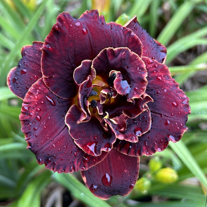 Night Embers Daylily from Oakes Daylilies
