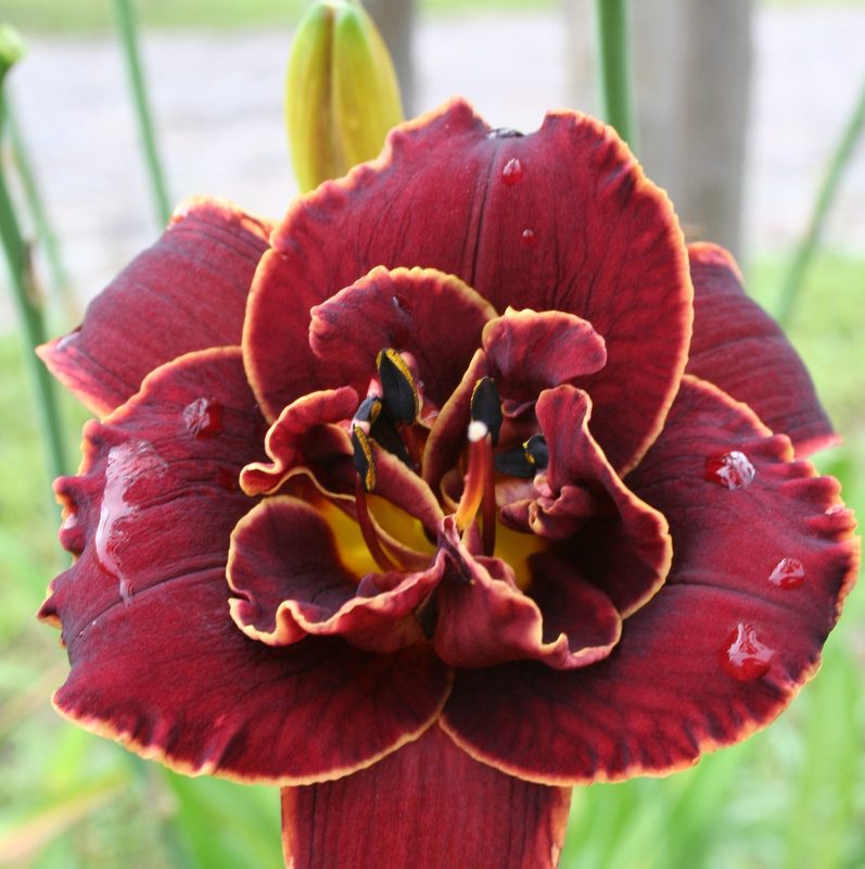 Night Embers Daylily from Oakes Daylilies