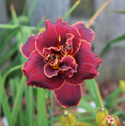 Night Embers Daylily from Oakes Daylilies