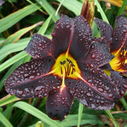 Night Wings Daylily from Oakes Daylilies