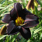 Night Wings Daylily from Oakes Daylilies