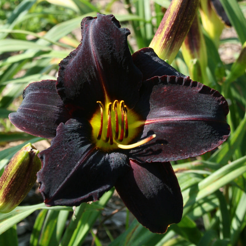 Night Wings Daylily from Oakes Daylilies