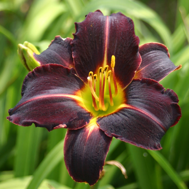 Night Wings Daylily from Oakes Daylilies