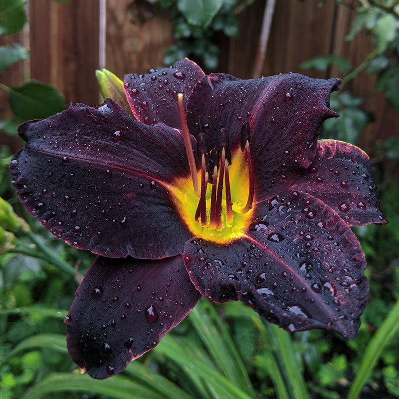 Night Wings Daylily from Oakes Daylilies