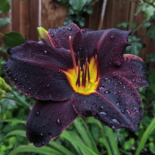 Night Wings Daylily from Oakes Daylilies