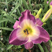 Nile Plum Daylily from Oakes Daylilies