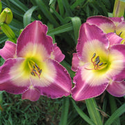 Nile Plum Daylily from Oakes Daylilies