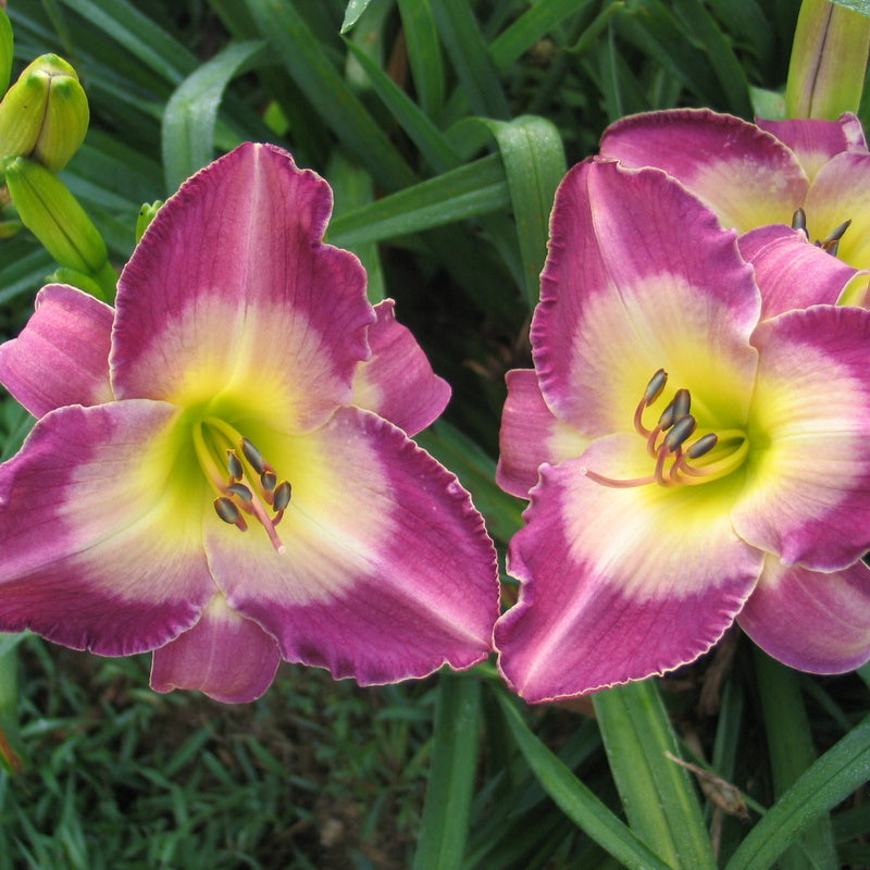 Nile Plum Daylily from Oakes Daylilies