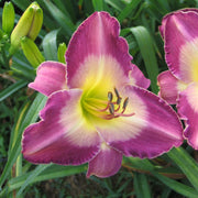 Nile Plum Daylily from Oakes Daylilies