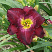 Nordic Night Daylily from Oakes Daylilies