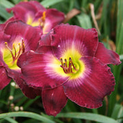 Nordic Night Daylily from Oakes Daylilies