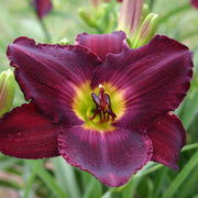 Nordic Night Daylily from Oakes Daylilies