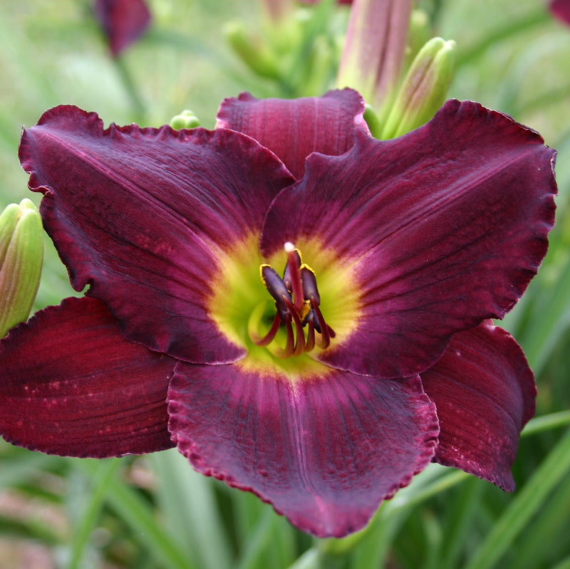 Nordic Night Daylily from Oakes Daylilies