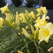 Northfield Daylily from Oakes Daylilies