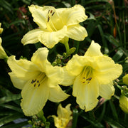 Northfield Daylily from Oakes Daylilies