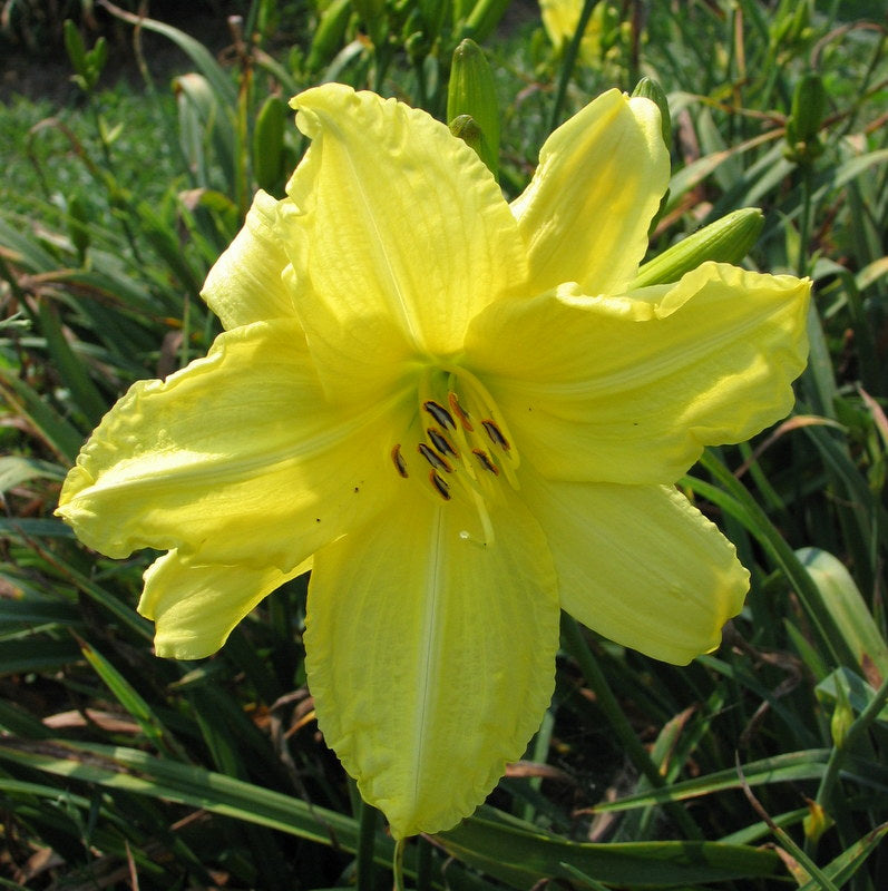 Northfield Daylily from Oakes Daylilies
