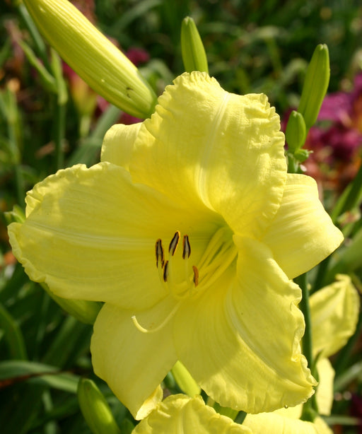 Northfield Daylily from Oakes Daylilies