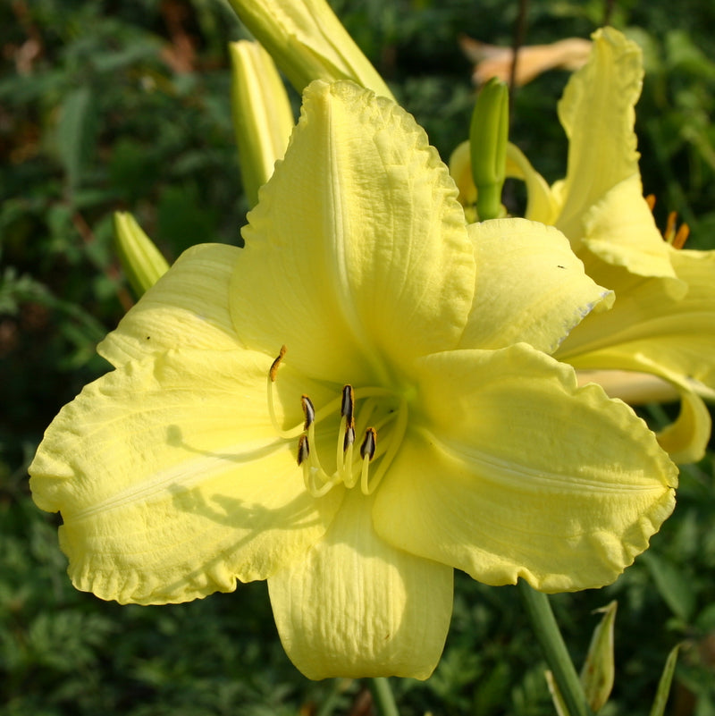 Northfield Daylily from Oakes Daylilies