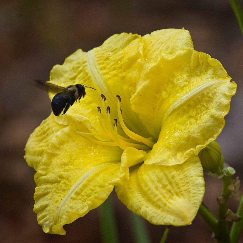 Northfield Daylily from Oakes Daylilies