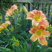 Novelty Number Daylily from Oakes Daylilies