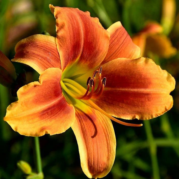 Novelty Number Daylily from Oakes Daylilies