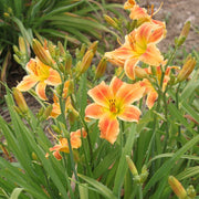Novelty Number Daylily from Oakes Daylilies