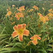 Novelty Number Daylily from Oakes Daylilies