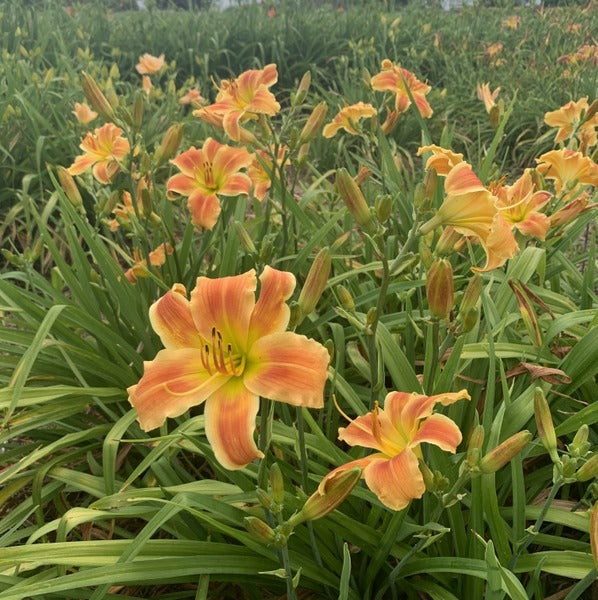 Novelty Number Daylily from Oakes Daylilies