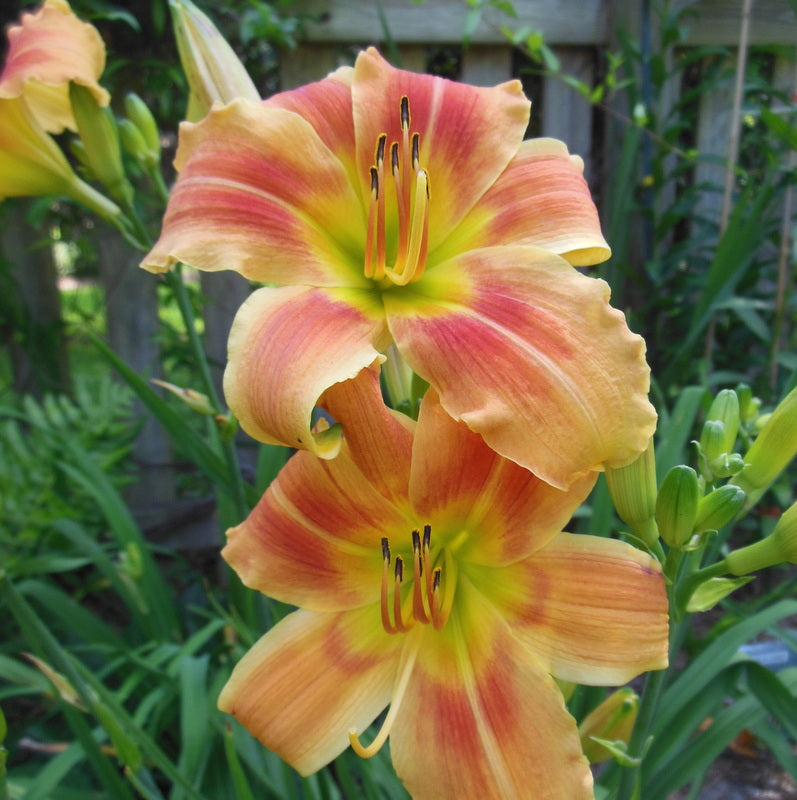 Novelty Number Daylily from Oakes Daylilies