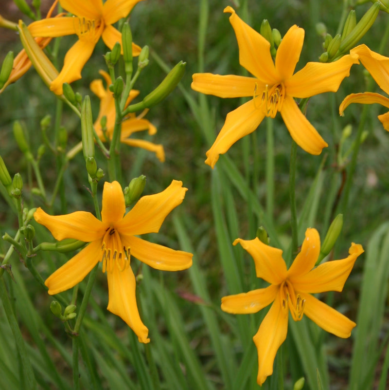 Nutmeg Elf Daylily from Oakes Daylilies