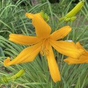 Nutmeg Elf Daylily from Oakes Daylilies
