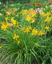 Nutmeg Elf Daylily from Oakes Daylilies