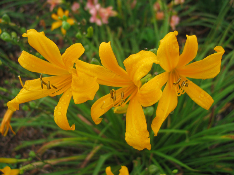 Nutmeg Elf Daylily from Oakes Daylilies