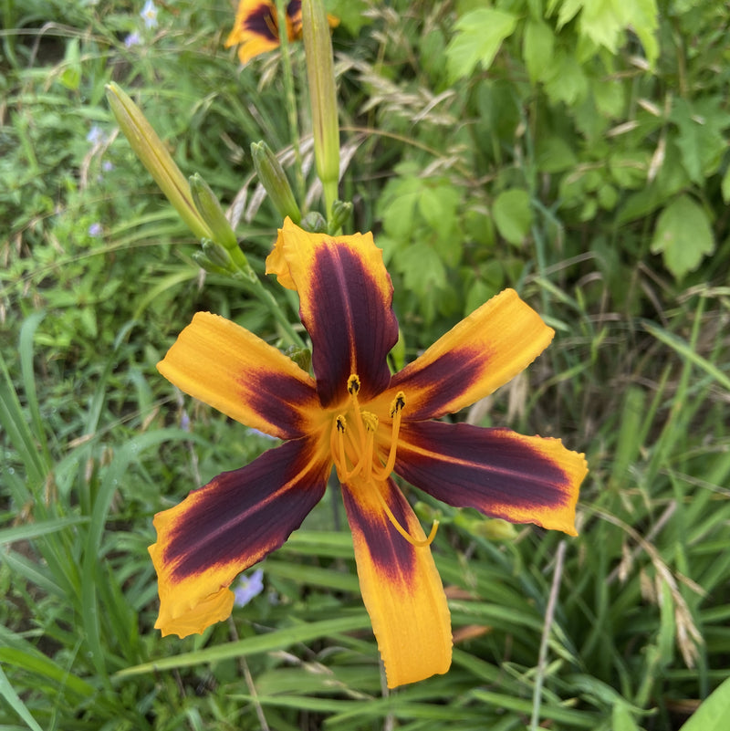 Odell Daylily from Oakes Daylilies