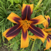 Odell Daylily from Oakes Daylilies