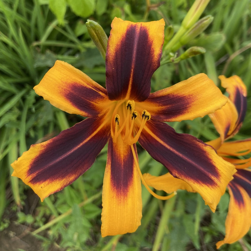 Odell Daylily from Oakes Daylilies
