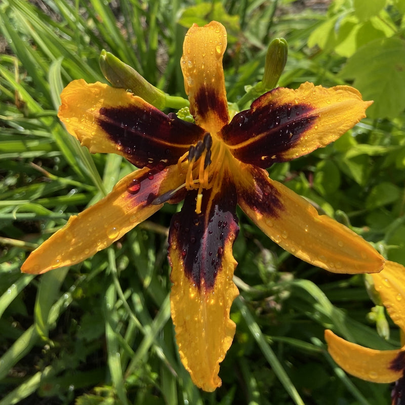 Odell Daylily from Oakes Daylilies