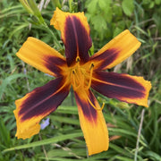 Odell Daylily from Oakes Daylilies