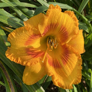 Oktoberfest Daylily from Oakes Daylilies