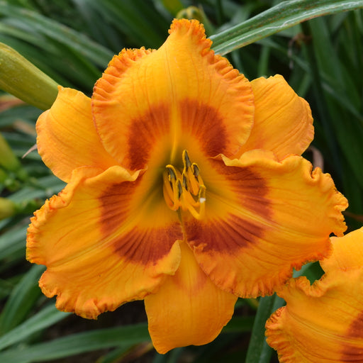 Oktoberfest Daylily from Oakes Daylilies