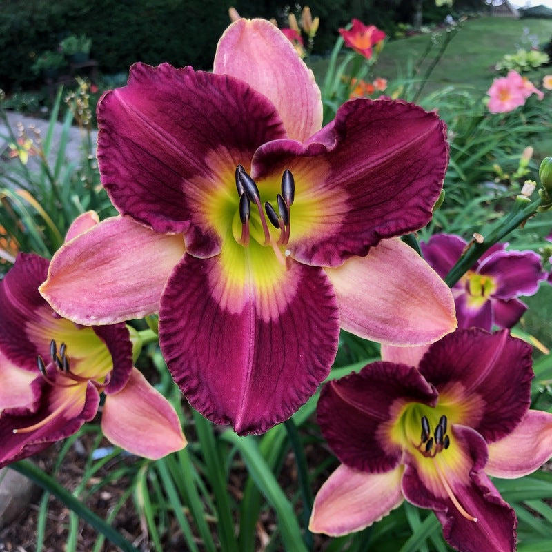 Old King Cole Daylily | Stunning Bi-Color Blooms | Oakes Daylilies