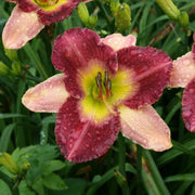 Old King Cole Daylily from Oakes Daylilies