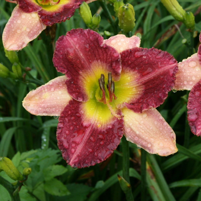 Old King Cole Daylily from Oakes Daylilies
