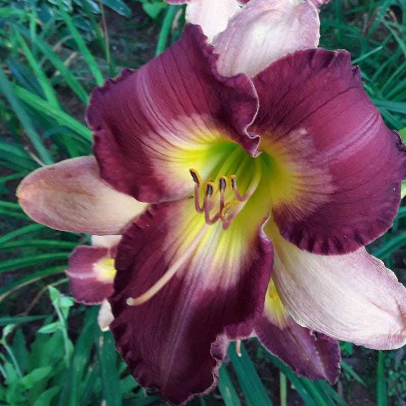 Old King Cole Daylily from Oakes Daylilies