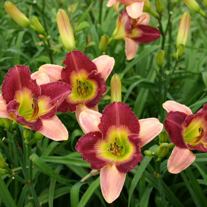 Old King Cole Daylily from Oakes Daylilies